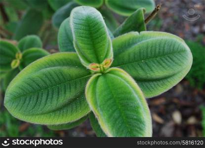 close up of a Ligustrum japonnicum plant