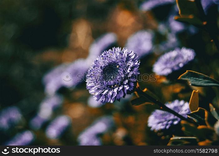 Close-up of a lilac flower of globularia alypum with sunset light in nature
