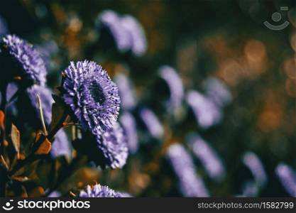 Close-up of a lilac flower of globularia alypum with sunset light in nature