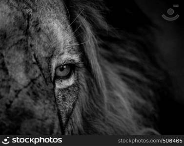 Close up of a Lion eye in black and white in the Kruger National Park, South Africa.