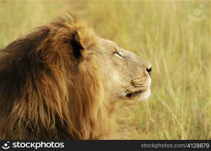 Close-up of a lion (Panthera leo), Okavango Delta, Botswana
