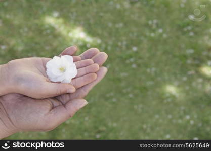 Close-up of a little girls hand and her fathers hand on top of each other holding a cherry blossom