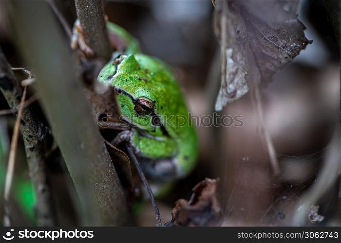 Close-up of a little green frog hiding between leaves and branches