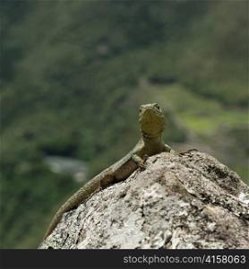 Close-up of a lizard on a rock, Machu Picchu, Cusco Region, Peru