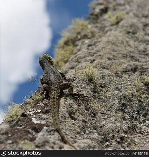 Close-up of a lizard on a rock, Machu Picchu, Cusco Region, Peru