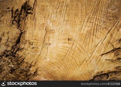 Close-up of a log