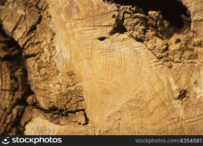 Close-up of a log