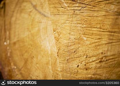 Close-up of a log of wood