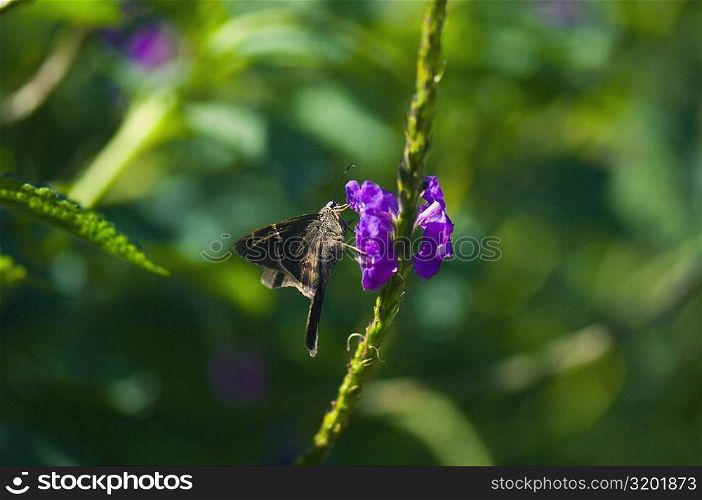 Close-up of a Long-tailed Skipper (Urbanus Proteus) butterfly pollinating a flower