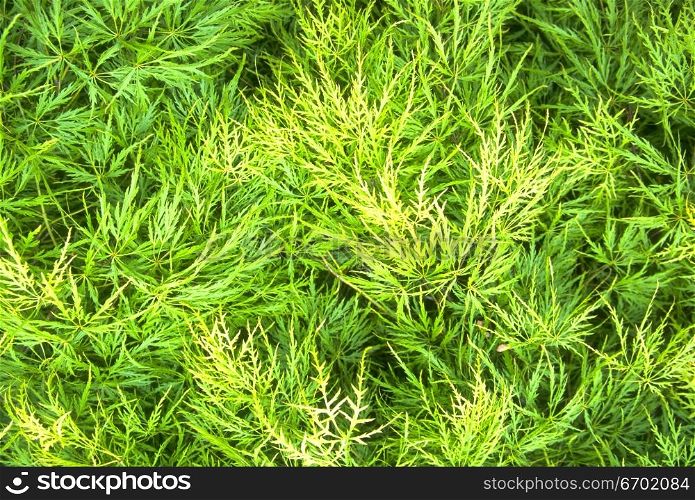 Close-up of a lush green plant