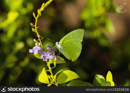 Close-up of a Lyside Sulphur (Kricogonia lyside) butterfly pollinating a flower