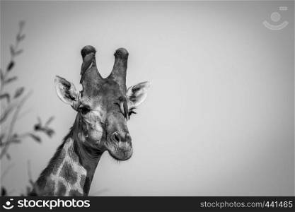 Close up of a male Giraffe head with Red-billed oxpeckers in black and white in the Kruger National Park, South Africa.