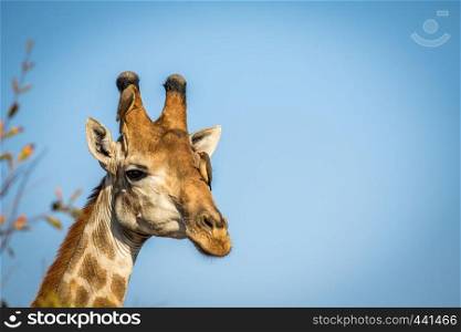 Close up of a male Giraffe head with Red-billed oxpeckers in the Kruger National Park, South Africa.