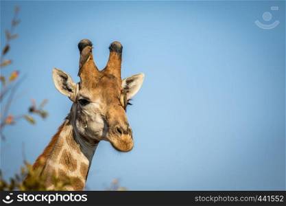 Close up of a male Giraffe head with Red-billed oxpeckers in the Kruger National Park, South Africa.