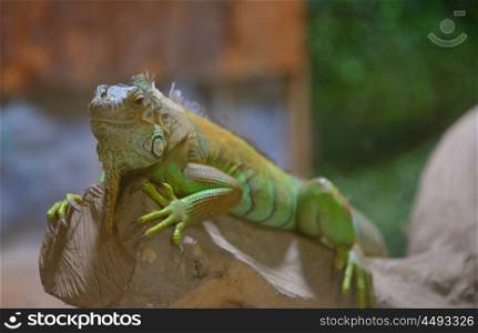 Close-up of a male Green Iguana on brunch