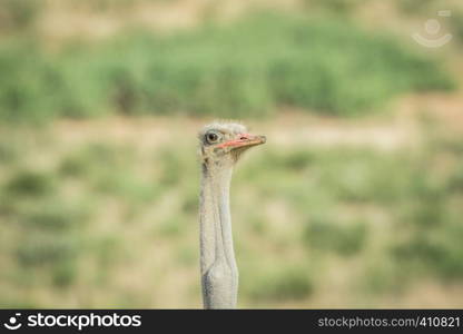 Close up of a male Ostrich in the Kalagadi Transfrontier Park, South Africa.