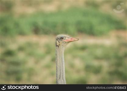 Close up of a male Ostrich in the Kalagadi Transfrontier Park, South Africa.
