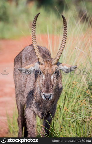 Close up of a male Waterbuck starring at the camera in the Welgevonden game reserve, South Africa.