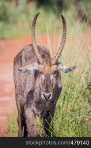 Close up of a male Waterbuck starring at the camera in the Welgevonden game reserve, South Africa.