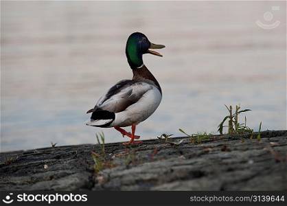 Close-up of a Mallard duck (Anas platyrhynchos), Lake of the Woods, Ontario, Canada