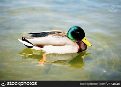 Close-up of a Mallard Duck (Male), Washington DC, USA