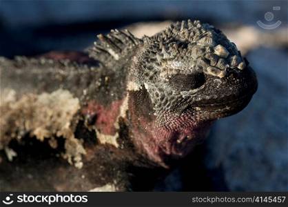 Close-up of a Marine iguana (Amblyrhynchus cristatus), Punta Suarez, Espanola Island, Galapagos Islands, Ecuador