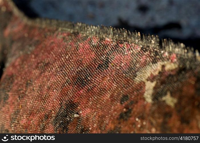 Close-up of a Marine iguana (Amblyrhynchus cristatus), Punta Suarez, Espanola Island, Galapagos Islands, Ecuador