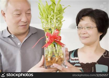 Close-up of a mature couple holding bamboo shoots