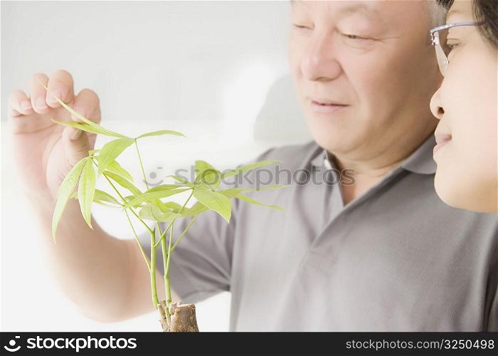 Close-up of a mature couple looking at a plant