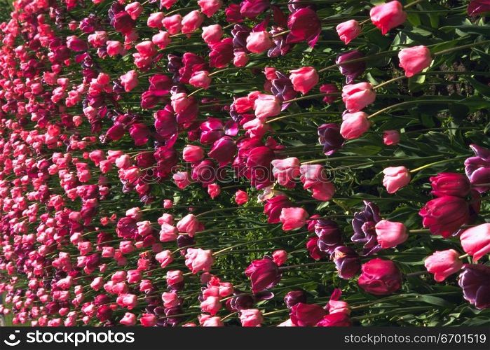 Close-up of a meadow of tulips