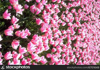Close-up of a meadow of tulips