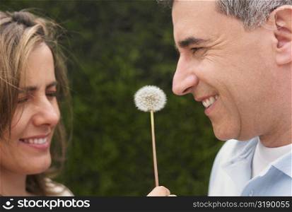 Close-up of a mid adult couple with a dandelion in between them