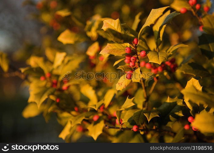 Close-up of a mistletoe plant, Washington DC, USA