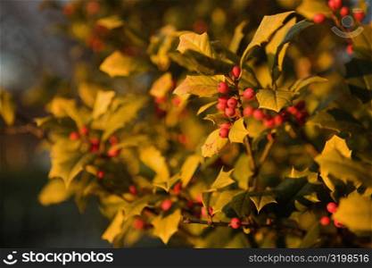 Close-up of a mistletoe plant, Washington DC, USA