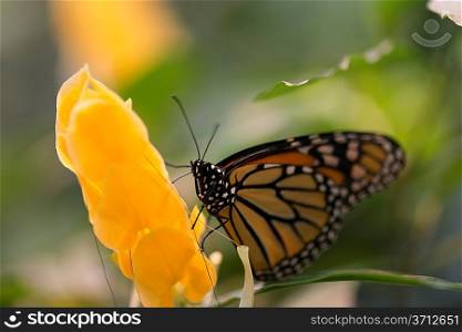 Close-up of a Monarch butterfly on flower at Butterfly Palace, Branson, Taney County, Missouri, USA