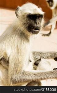 Close-up of a monkey, Jaigarh Fort, Jaipur, Rajasthan, India