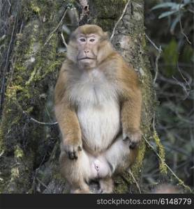 Close-up of a monkey, Thimphu, Bhutan