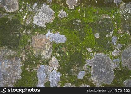 Close-up of a mossy wall