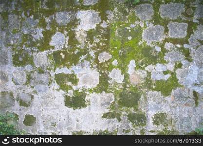 Close-up of a mossy wall