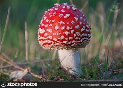Close up of a mushroom