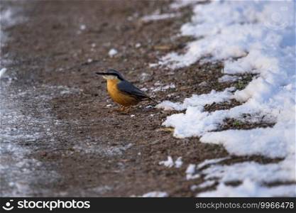 Close up of a nuthatch on a forest floor in winter. Nuthatch forest floor winter