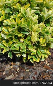 close-up of a Ovatus Aureus (evergreen shrub)