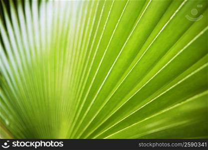 Close-up of a palm leaf