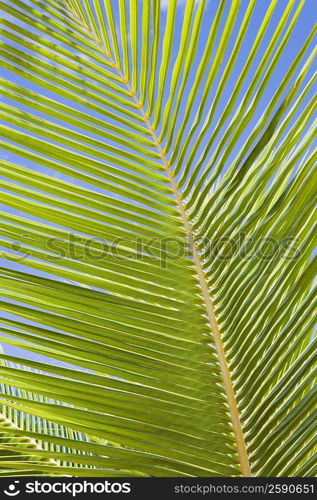 Close-up of a palm leaf