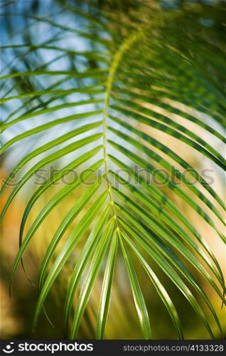 Close-up of a palm leaf