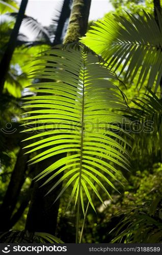 Close-up of a palm leaf in a botanical garden, Hawaii Tropical Botanical Garden, Hilo, Big Island, Hawaii Islands, USA