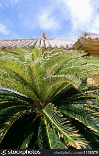 Close-up of a palm tree in front of a house, Taketomi Island, Ryukyus, Japan