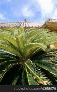 Close-up of a palm tree in front of a house, Taketomi Island, Ryukyus, Japan