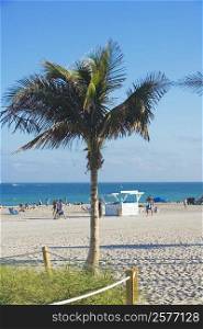 Close-up of a palm tree on the beach, South Beach, Miami, Florida, USA