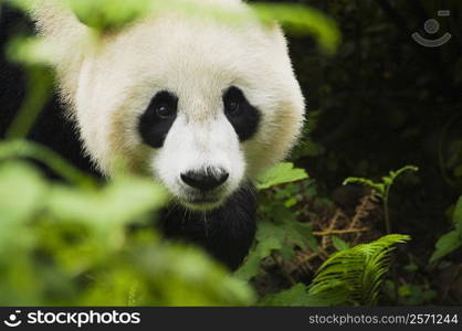 Close-up of a panda (Alluropoda melanoleuca)